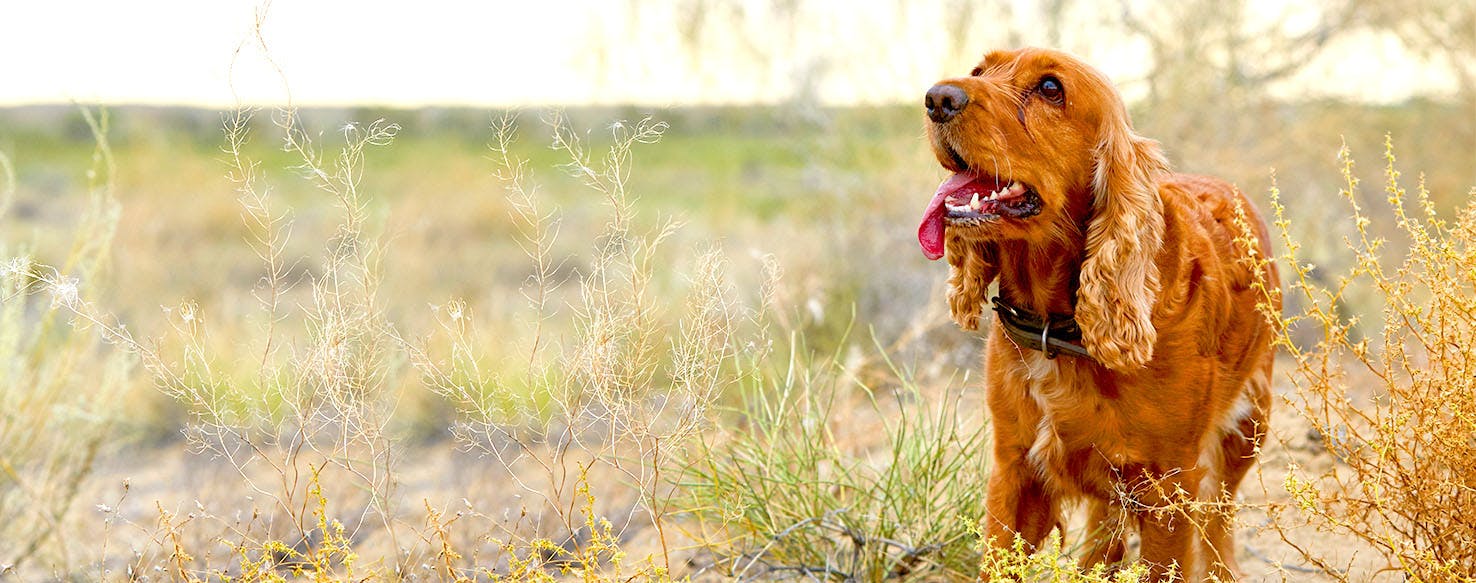 Dog Names Meaning Cheerful Popular Male And Female Names Wag 